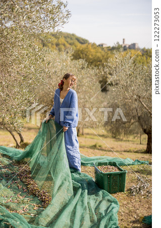 Harvesting Olives in Grove 122273053