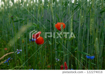 Wild flowers meadow at sunset. Beautiful Red poppies in field Wild flowers meadow at sunset. Beautiful Red poppies in field 122274018