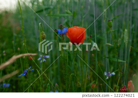 Wild flowers meadow at sunset. Beautiful Red poppies in field Wild flowers meadow at sunset. Beautiful Red poppies in field 122274021