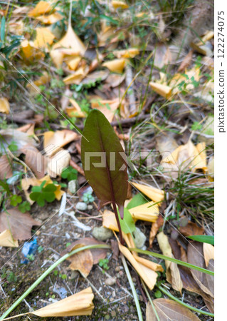 A lone sorrel leaf peeking out from among the fallen leaves 122274075