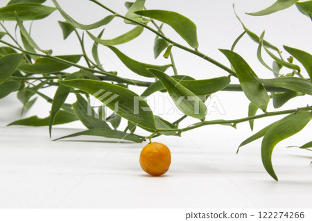 Italian ruscus danae racemosa with green leaves on white background Italian ruscus danae racemosa with green leaves on white background 122274266