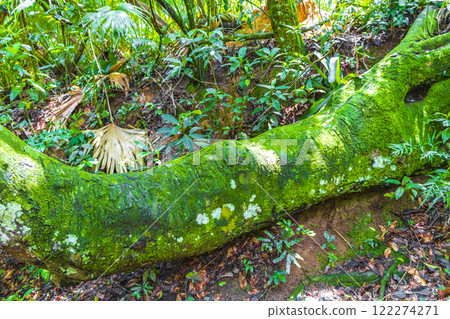 Big tree in natural tropical jungle forest Ilha Grande Brazil. Big tree in natural tropical jungle forest Ilha Grande Brazil. 122274271