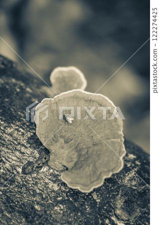 Moss mushrooms fungi lichens and fly insect on tree Brazil. 122274425