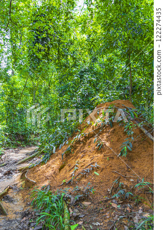 Ant and termite mound jungle forest Ilha Grande Brazil. Ant and termite mound jungle forest Ilha Grande Brazil. 122274435