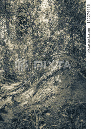 Ant and termite mound jungle forest Ilha Grande Brazil. Ant and termite mound jungle forest Ilha Grande Brazil. 122274436