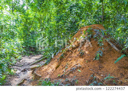 Ant and termite mound jungle forest Ilha Grande Brazil. Ant and termite mound jungle forest Ilha Grande Brazil. 122274437