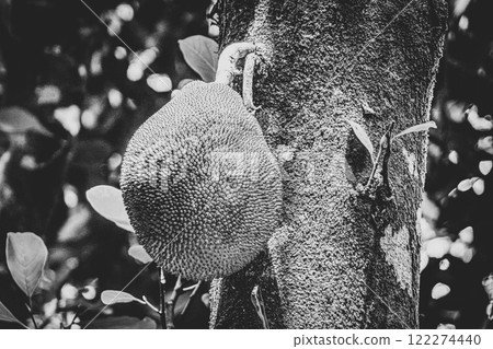 Jackfruit growing on jack tree in Rio de Janeiro Brazil. Jackfruit growing on jack tree in Rio de Janeiro Brazil. 122274440