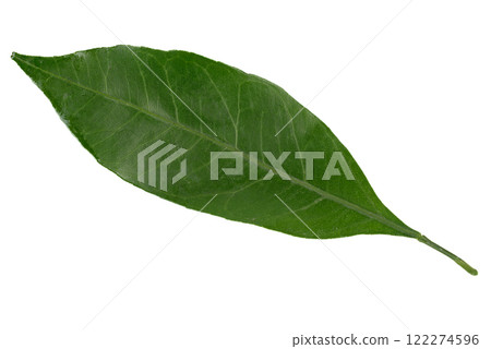 Close-up of green tangerine leaf isolated on white background. 122274596