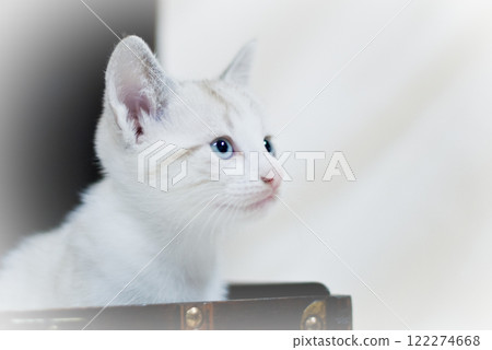 Cat Cat 122274668