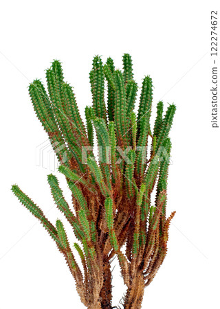 Cactus Cactus 122274672