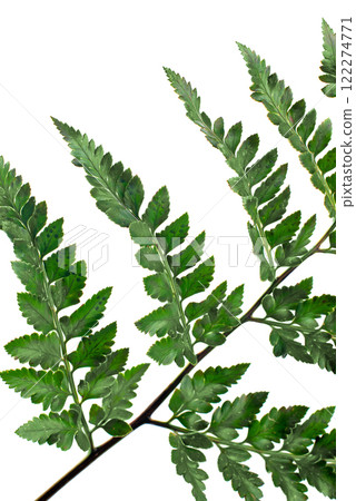 Fern leaf 122274771