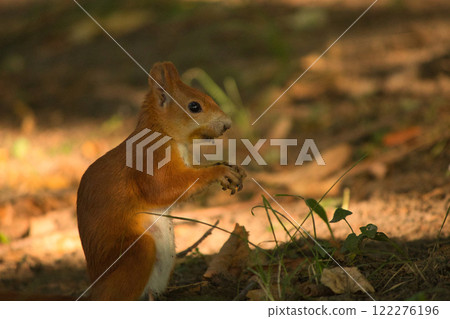 Close-up of a red squirrel digging in the ground, surrounded by soft natural light and earthy tones. The squirrel's vibrant fur and curious posture create a captivating wildlife moment. 122276196