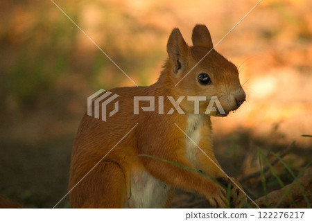 Close-up of a red squirrel digging in the ground, surrounded by soft natural light and earthy tones. The squirrel's vibrant fur and curious posture create a captivating wildlife moment. 122276217