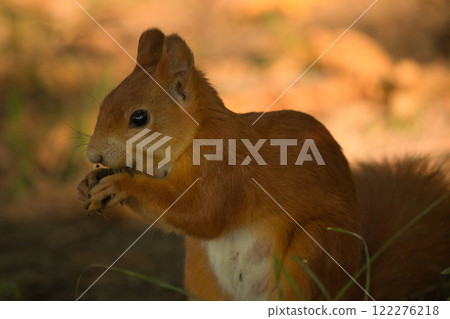 Close-up of a red squirrel digging in the ground, surrounded by soft natural light and earthy tones. The squirrel's vibrant fur and curious posture create a captivating wildlife moment. 122276218