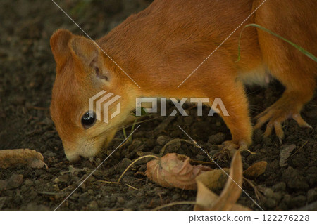 Close-up of a red squirrel digging in the ground, surrounded by soft natural light and earthy tones. The squirrel's vibrant fur and curious posture create a captivating wildlife moment. 122276228