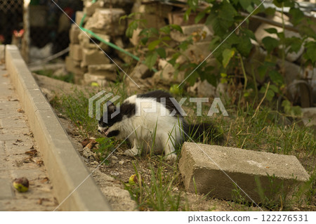 A black-and-white cat with striking yellow eyes sitting on green grass, looking directly at the camera. The background features blurred natural elements, adding a serene outdoor vibe. 122276531