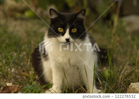 A black-and-white cat with striking yellow eyes sitting on green grass, looking directly at the camera. The background features blurred natural elements, adding a serene outdoor vibe. 122276532