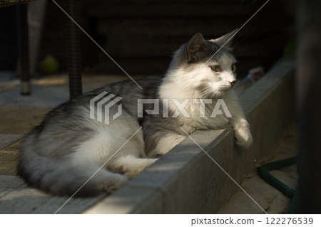 Graceful white and gray cat lounging on a concrete ledge, basking in the soft afternoon sunlight. 122276539