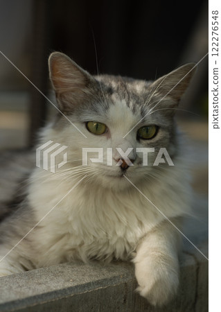 Graceful white and gray cat lounging on a concrete ledge, basking in the soft afternoon sunlight. 122276548