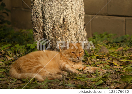A serene ginger cat relaxing on a bed of fallen leaves on a sunny autumn day. A serene ginger cat relaxing on a bed of fallen leaves on a sunny autumn day. 122276680