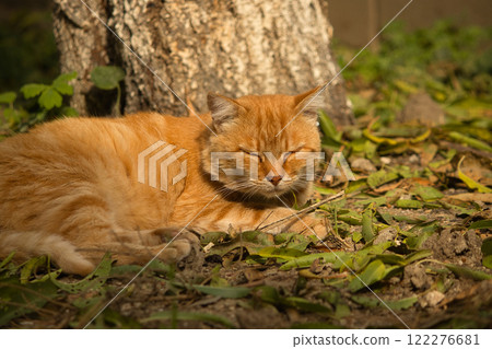 A serene ginger cat relaxing on a bed of fallen leaves on a sunny autumn day. A serene ginger cat relaxing on a bed of fallen leaves on a sunny autumn day. 122276681
