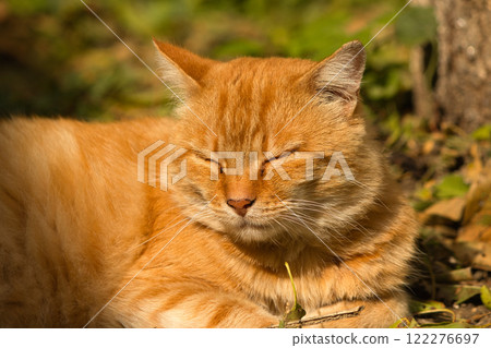 A serene ginger cat relaxing on a bed of fallen leaves on a sunny autumn day. A serene ginger cat relaxing on a bed of fallen leaves on a sunny autumn day. 122276697