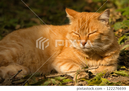 A serene ginger cat relaxing on a bed of fallen leaves on a sunny autumn day. 122276699