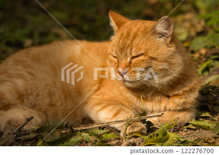 A serene ginger cat relaxing on a bed of fallen leaves on a sunny autumn day. A serene ginger cat relaxing on a bed of fallen leaves on a sunny autumn day. 122276700