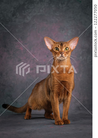 A ginger Abyssinian cat poses against a beautiful background in a photo studio. 122277050
