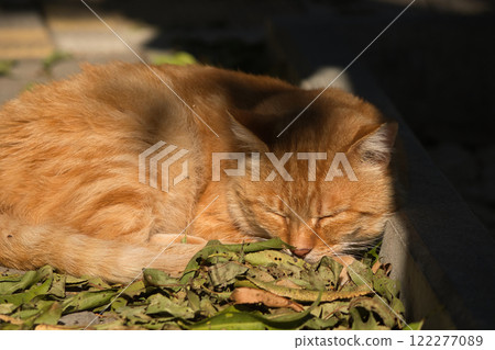 A serene ginger cat relaxing on a bed of fallen leaves on a sunny autumn day. 122277089