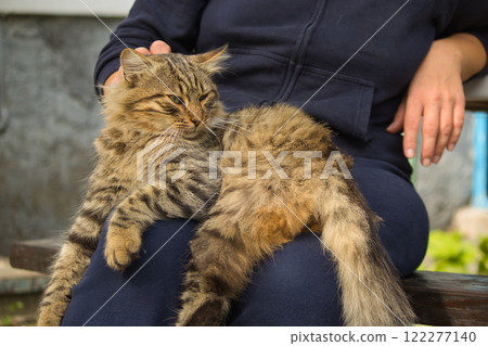 A fluffy tabby cat resting comfortably on a person's lap, radiating warmth and relaxation. A fluffy tabby cat resting comfortably on a person's lap, radiating warmth and relaxation. 122277140