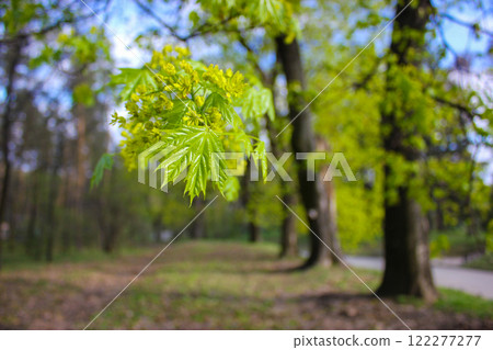 Deciduous tree alley with fresh young foliage in a spring park. A branch of a maple tree with new leaves. Revival of nature. Springtime forest, woods. Deciduous tree alley with fresh young foliage in a spring park. A branch of a maple tree with new leaves. Revival of nature. Springtime forest, woods. 122277277