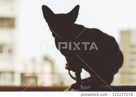 A hairless Sphynx cat silhouette against window. Pet at home. Portrait of a cat in a home interior. Sphinx kitty Domestic animal indoors on a sill. A hairless Sphynx cat silhouette against window. Pet at home. Portrait of a cat in a home interior. Sphinx kitty Domestic animal indoors on a sill. 122277278