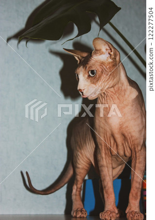Hairless cat Canadian Sphynx breed with blue eyes stands on a table under monstera palm leaf. Domestic kitty in modern interior. Feline pet at home. 122277504