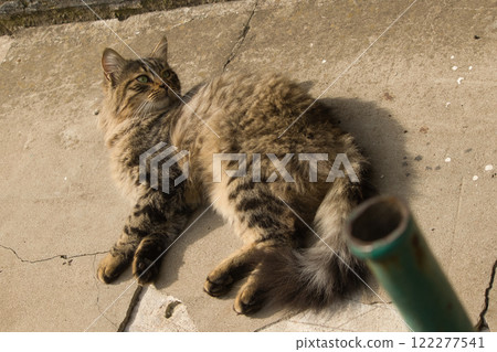 A fluffy tabby cat lounging on a concrete surface under the warm sunlight.  122277541