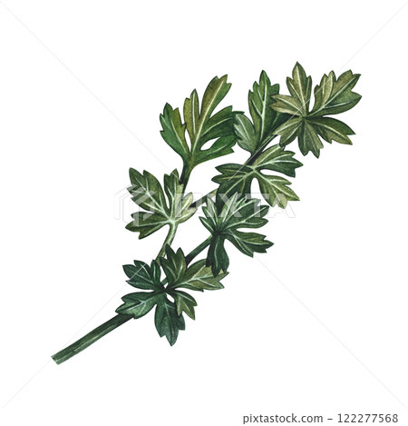 Celery or parsley. A watercolor-drawn illustration. An image of spicy greens. she stands out in the background. Perfect for menus, recipe books, packages, labels, and more. Celery or parsley. A watercolor-drawn illustration. An image of spicy greens. she stands out in the background. Perfect for menus, recipe books, packages, labels, and more. 122277568