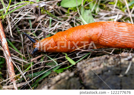 The Spanish slug is an air-breathing land slug. The Spanish slug is an air-breathing land slug. 122277676