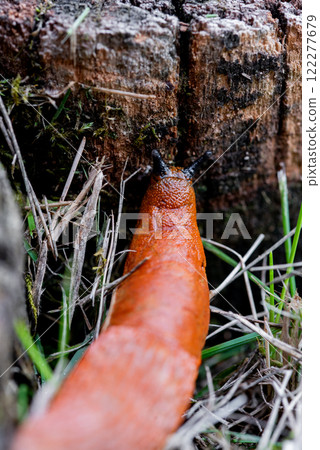 The Spanish slug is an air-breathing land slug. The Spanish slug is an air-breathing land slug. 122277679