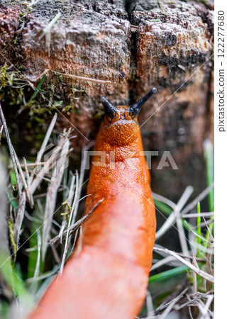 The Spanish slug is an air-breathing land slug. The Spanish slug is an air-breathing land slug. 122277680