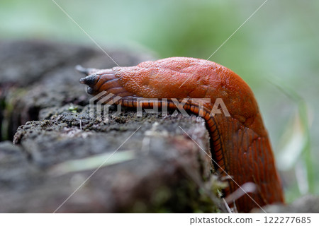 The Spanish slug is an air-breathing land slug. The Spanish slug is an air-breathing land slug. 122277685