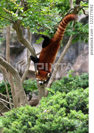 Red panda descending upside down from a tree 122277692