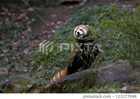Lesser panda eating bamboo grass 122277696
