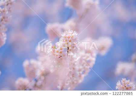 [櫻花材料]櫻花和藍天[長野縣] 122277865