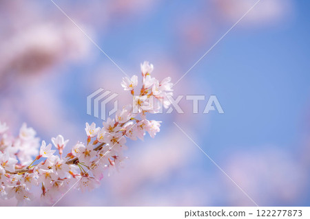 [櫻花材料]櫻花和藍天[長野縣] 122277873