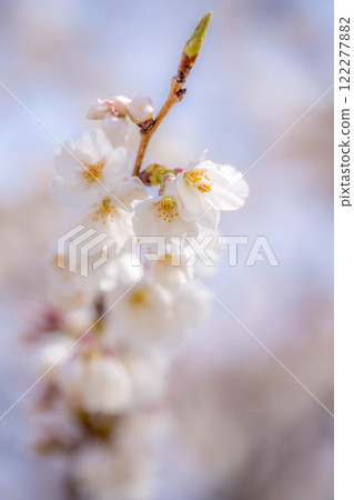 [櫻花材料]櫻花和藍天[長野縣] 122277882