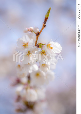 [櫻花材料]櫻花和藍天[長野縣] 122277883