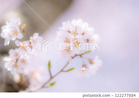 [Cherry Blossom Material] Cherry Blossoms and Blue Sky [Nagano Prefecture] 122277884