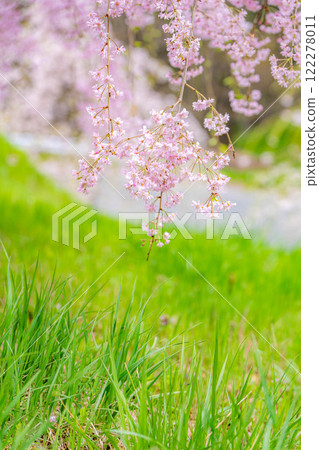 [櫻花素材]垂枝櫻花[長野縣] 122278011