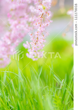 [Cherry Blossom Material] Weeping Cherry Blossom [Nagano Prefecture] 122278016