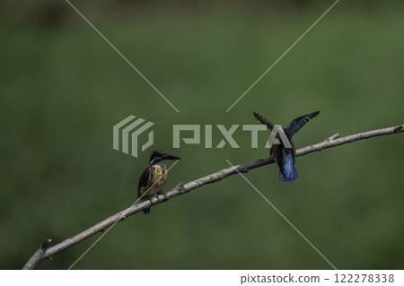 Two kingfishers perched on a branch 122278338
